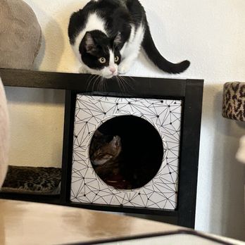 The Cat Cafe - Coffee & Tea Near Me - San Diego, California The Cat Cafe - Coffee & Tea Near Me - San Diego, California