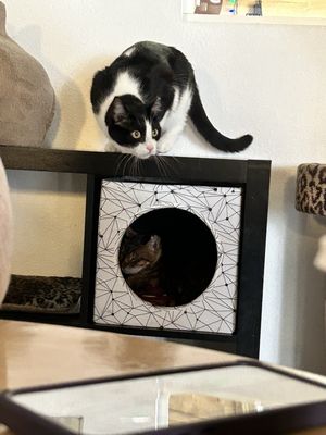 The Cat Cafe by null