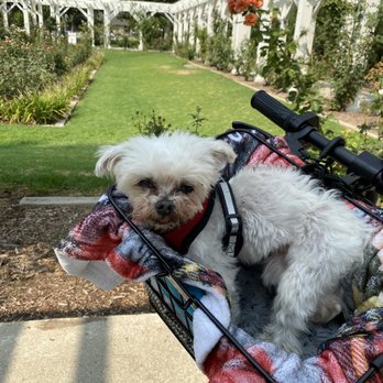 Cycling World - My baby thank you for the comfortable basket which makes his rides much more pleasant :) - Bikes Near Me - Monrovia, California
