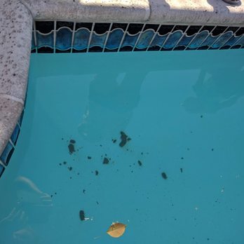 FirstService Residential - Required 5 days for First Service Residential to clean feces from our pool.  FSR never closed the pool. - Property Management Near Me - Rancho Cucamonga, California
