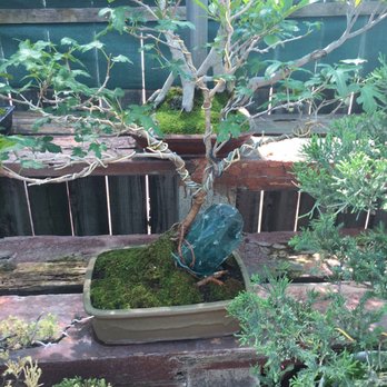 Exotic Bonsai - Nurseries & Gardening Near Me - Los Angeles, California Exotic Bonsai - Nurseries & Gardening Near Me - Los Angeles, California
