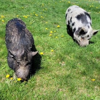 Bark to Barn - Pet Sitting Near Me