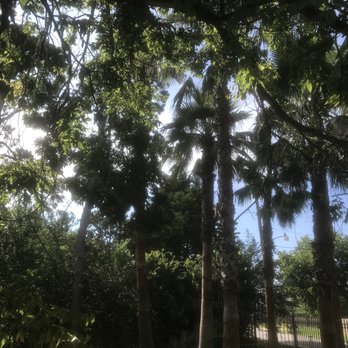 J. Hampton Enterprises - Finished Palm Tree Trim Project - Lawn Services Near Me J. Hampton Enterprises - Finished Palm Tree Trim Project - Lawn Services Near Me