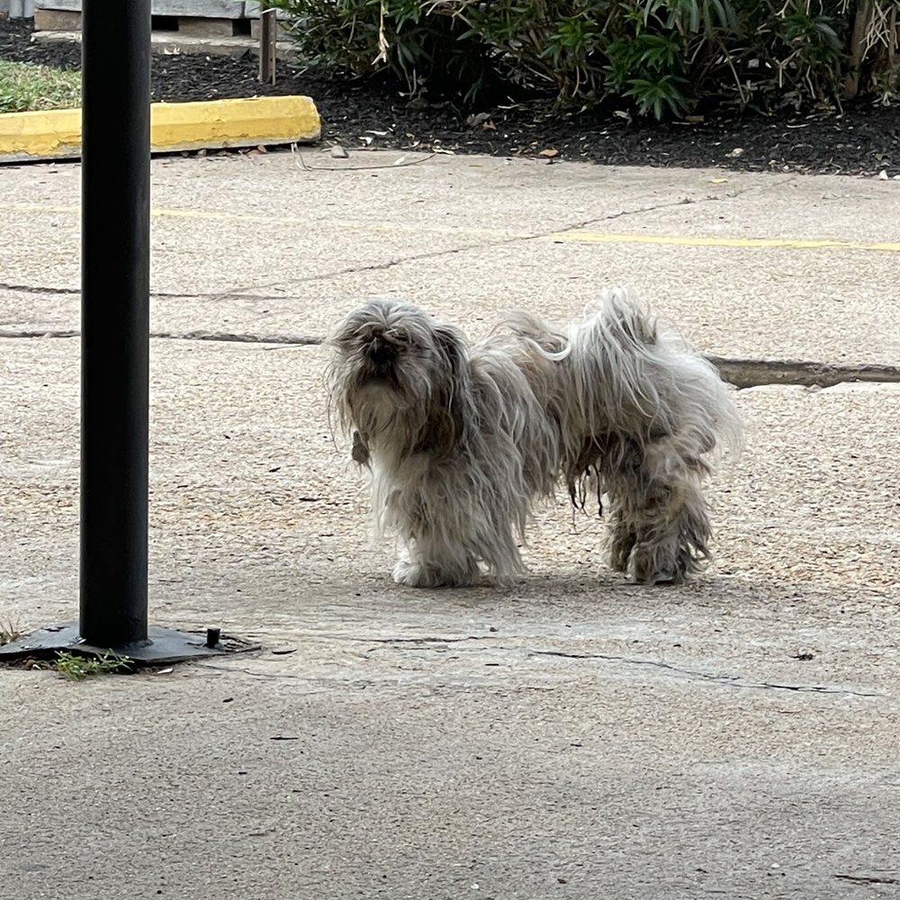 Blue Bubbles Spa - Pet Groomers Near Me - Houston, Texas