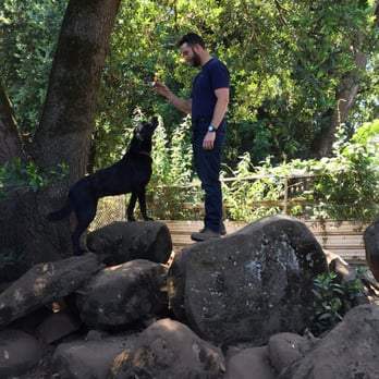 Big Dog Rescue - Pet Services Near Me Big Dog Rescue - Pet Services Near Me