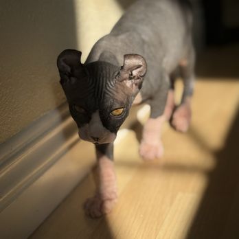 Peach Fuzz Sphynx - Pandora the Elf Sphynx getting some sun! - Pet Adoption Near Me Peach Fuzz Sphynx - Pandora the Elf Sphynx getting some sun! - Pet Adoption Near Me