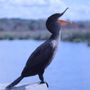 Photo of Sweetwater Wetlands Park