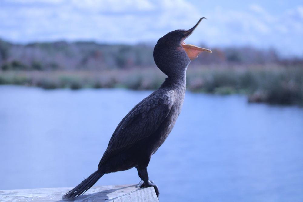 Sweetwater Wetlands Park