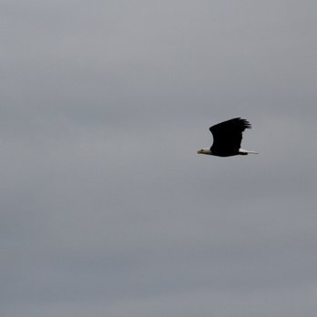 Hug Point State Recreation Site - Saw a bald eagle while visiting Hug Point :o - Parks Near Me - Arch Cape, Oregon Hug Point State Recreation Site - Saw a bald eagle while visiting Hug Point :o - Parks Near Me - Arch Cape, Oregon