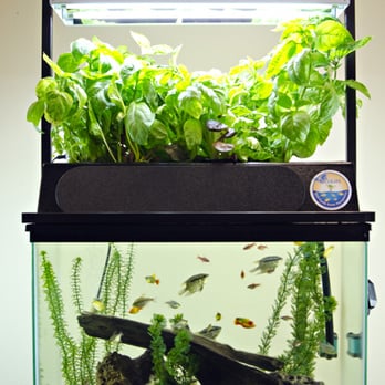 ECOLIFE Conservation - ECO-Cycle Aquaponics Kits - more information on website: www.ecolifeconservation.org - Community Service/Non-Profit Near Me - Carlsbad, California ECOLIFE Conservation - ECO-Cycle Aquaponics Kits - more information on website: www.ecolifeconservation.org - Community Service/Non-Profit Near Me - Carlsbad, California