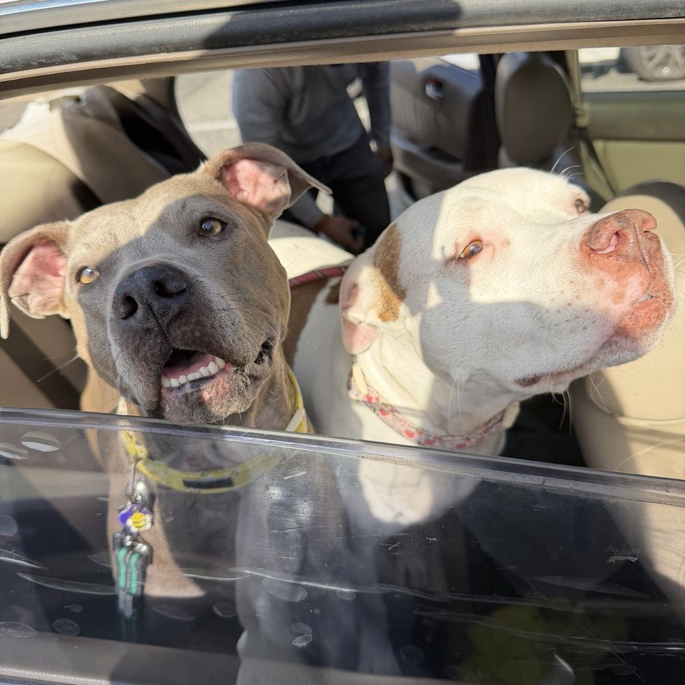 Pawssentials - Happy pitties after their visit - Pet Groomers Near Me - Milpitas, California