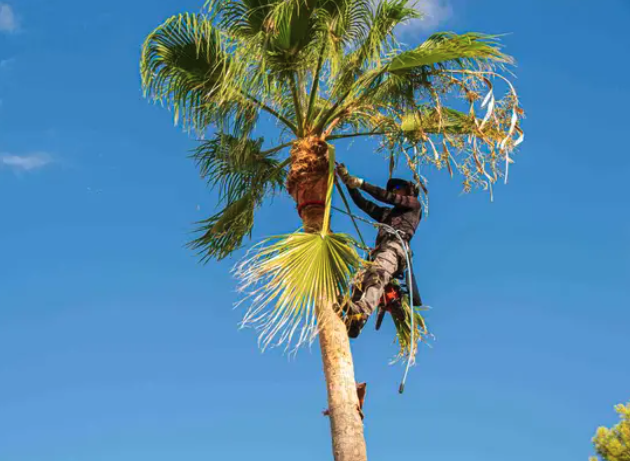 MDZ tree Service - tree service in Baton Rouge, LA