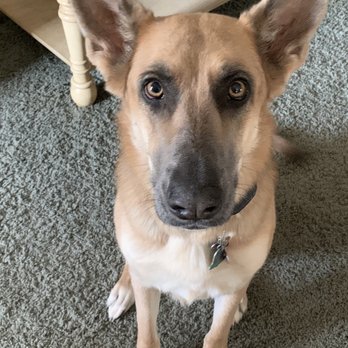 Groomingdales - Karma - Pet Groomers Near Me - Las Vegas, Nevada