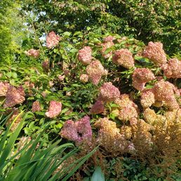 Beautiful flowers
