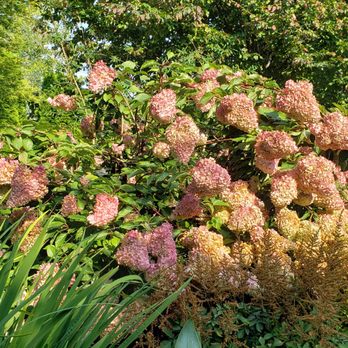 Evergreen Arboretum and Gardens - Beautiful flowers - Venues & Event Spaces Near Me - Everett, Washington