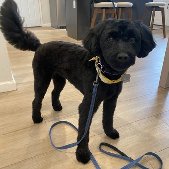 Marvelpup - Pet Groomers Near Me