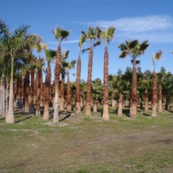 Windmill Sprinkler - Come check out our variety of nursery and landscaping trees!
9779 W. Atlantic Ave.
Delray Beach, FL 33446
