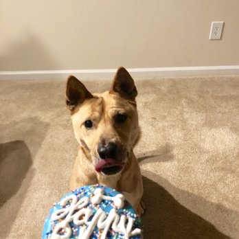 Dog City Bakery II - Birthday Pupcake! - Pet Stores Near Me - Sandy Springs, Georgia