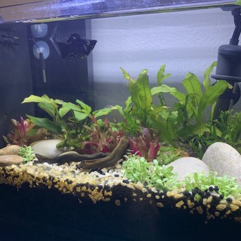 PetSmart - Pet Training Near Me - San Antonio, Texas