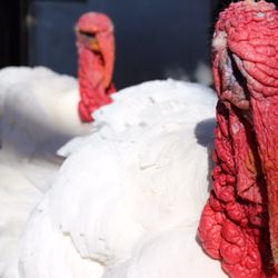 Animal Place - Thank the Turkeys, great event!
