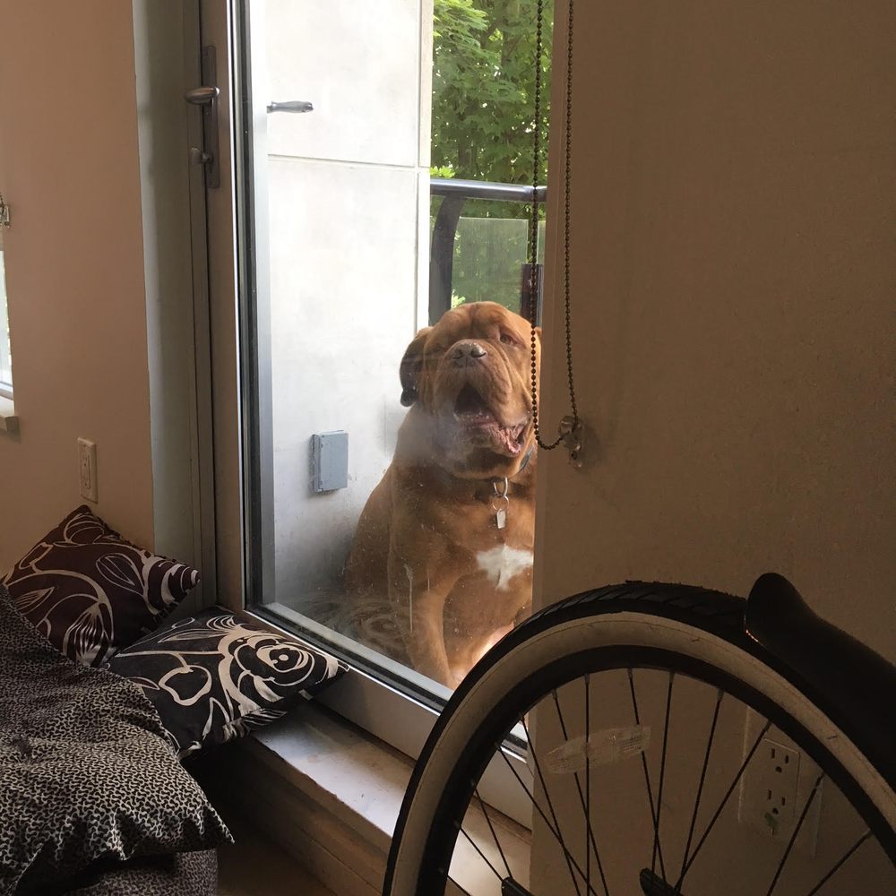 Pro Green Carpet Cleaning - ...and then this guy steams my windows?! - Carpet Cleaning Near Me - Vancouver, British Columbia Pro Green Carpet Cleaning - ...and then this guy steams my windows?! - Carpet Cleaning Near Me - Vancouver, British Columbia