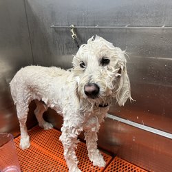 Chow Hound - Wet soapy dog