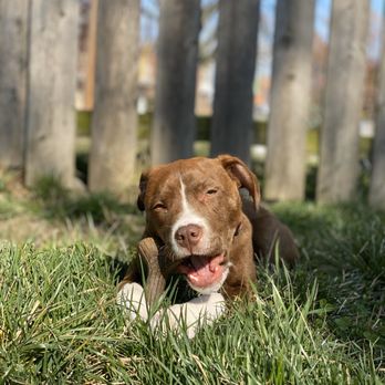 Pet Connection - Bone - Pet Stores Near Me - Saint Louis, Missouri