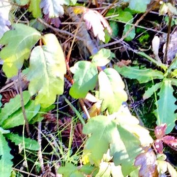 Canyon Trail Park - Public Services & Government Near Me - El Cerrito, California Canyon Trail Park - Public Services & Government Near Me - El Cerrito, California