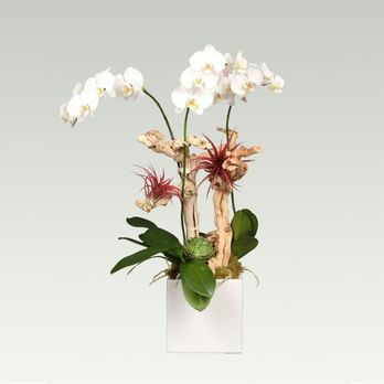 The Flower Bazaar - Artfully arranged potted orchids, available in a variety of colors and pots - Florists Near Me - Miami Beach, Florida The Flower Bazaar - Artfully arranged potted orchids, available in a variety of colors and pots - Florists Near Me - Miami Beach, Florida