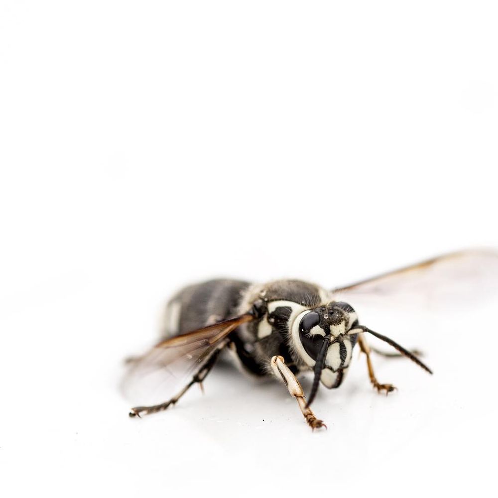 THE YELLOW JACKET EXPERT Updated September 2024 11 Winthrop Rd