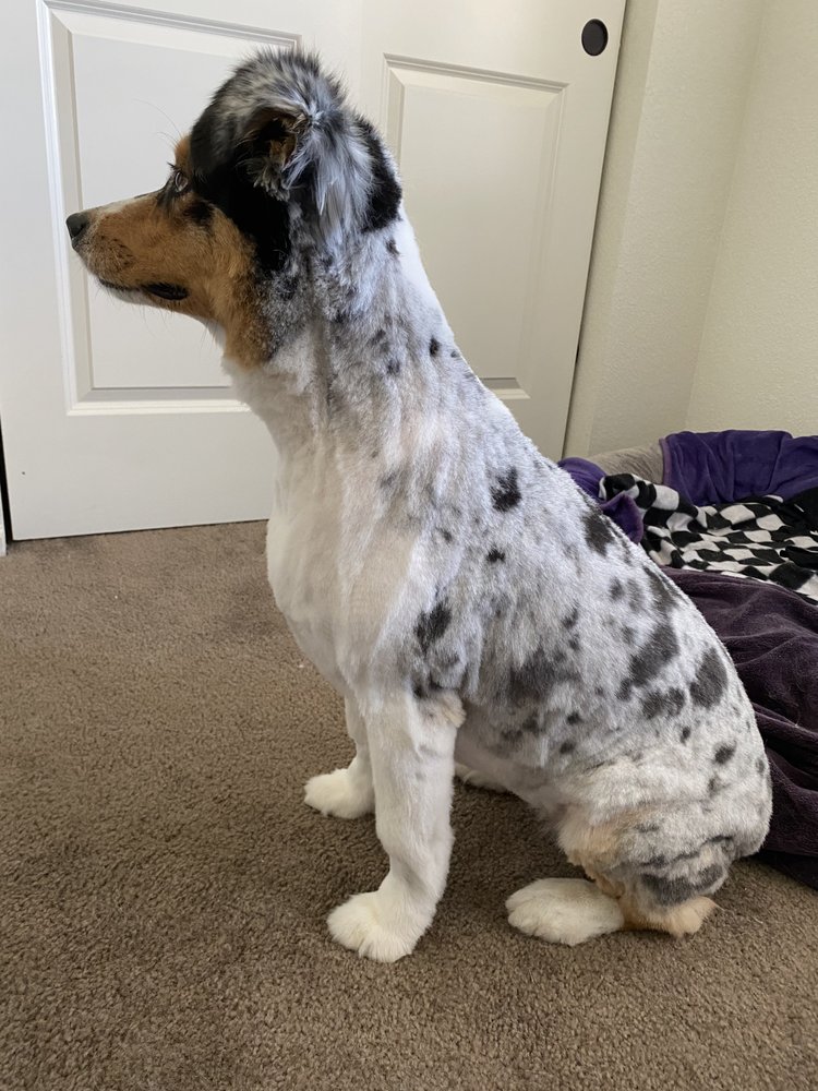 AUSSIE PET MOBILE DOUGLAS COUNTY 10 Photos Castle Rock, Colorado