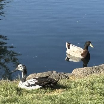 Tewinkle Park - Parks Near Me - Costa Mesa, California