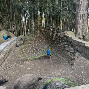 Plumpton Park Zoo - Flare-feathered peacock - Zoos Near Me - Rising Sun, Maryland Plumpton Park Zoo - Flare-feathered peacock - Zoos Near Me - Rising Sun, Maryland