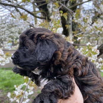 Big Cedar Creek Ranch - Look at that color - Pet Breeders Near Me - Yelm, Washington Big Cedar Creek Ranch - Look at that color - Pet Breeders Near Me - Yelm, Washington