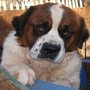 Photo of Pet-Mobile