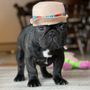 Photo of Breaking Bad Dog Training