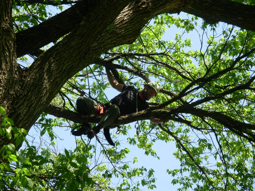 TOWN BRANCH TREE EXPERTS Updated August 2024 10 Photos 1300 N Limestone St, Lexington