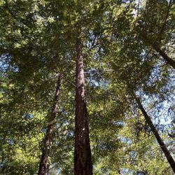 Feng Shui by Reiko - Redwood tree with two smaller trees on either side