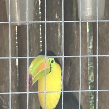 Croc Encounters - Cutie Pie Toucan. Did you know a 3D printer can create a beak for him if he were to lose it?! - Zoos Near Me - Tampa, Florida