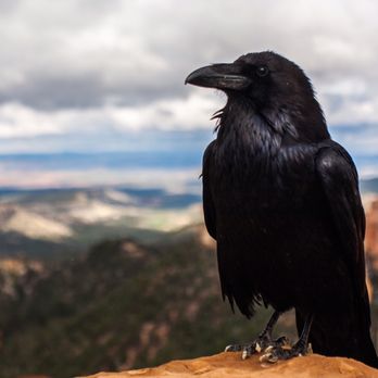 Psychic MD - Spirit Animals~ what animals keep appearing to you and what message do they have? - Supernatural Readings Near Me