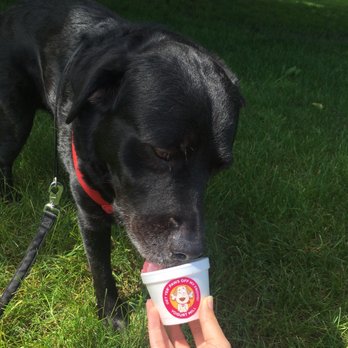 Yogurt Mill - My pup enjoying his pup cup. Which is plain frozen yogurt with a milk bone pressed into it. - Ice Cream & Frozen Yogurt Near Me - Turlock, California Yogurt Mill - My pup enjoying his pup cup. Which is plain frozen yogurt with a milk bone pressed into it. - Ice Cream & Frozen Yogurt Near Me - Turlock, California