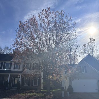 Carter J Trees - Tree Services Near Me