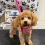 Glossy Paws Dog Grooming