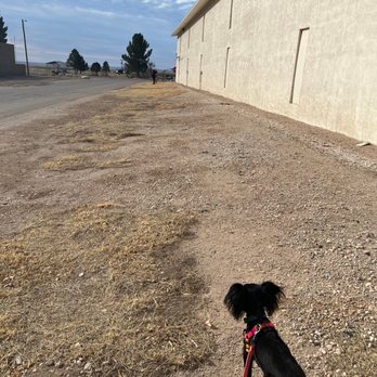 Whites City Cavern Inn - Enough grass and space for the dogs to do their business - Hotels Near Me - Whites City, New Mexico