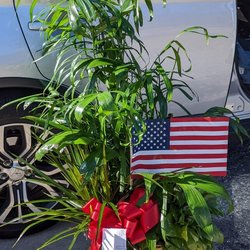 The Cherry Tree Florist and Events - This is a dressed potted plant for a funeral service.