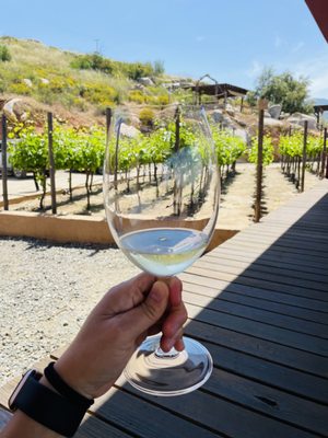 Monte Xanic Bodega Vinícola by null