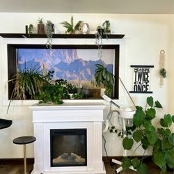 White Cactus Salon