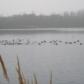 Peringssee - Ein großer Trupp Bläßrallen bzw. Bläßhühner - Lakes Near Me - Bedburg, NW