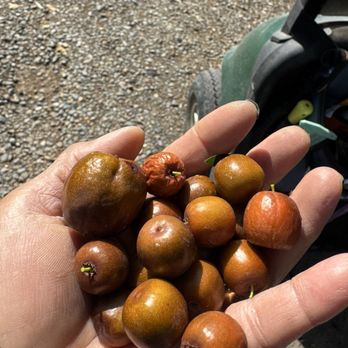 Menlo Growers - honey jar jujubee - Nurseries & Gardening Near Me - Gilroy, California