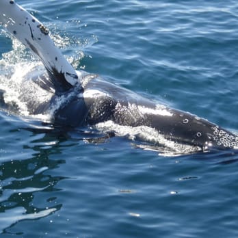 Dolphin Fleet - Boat Charters Near Me - Provincetown, Massachusetts